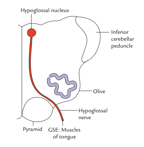 Mandibular Nerve – Earth's Lab