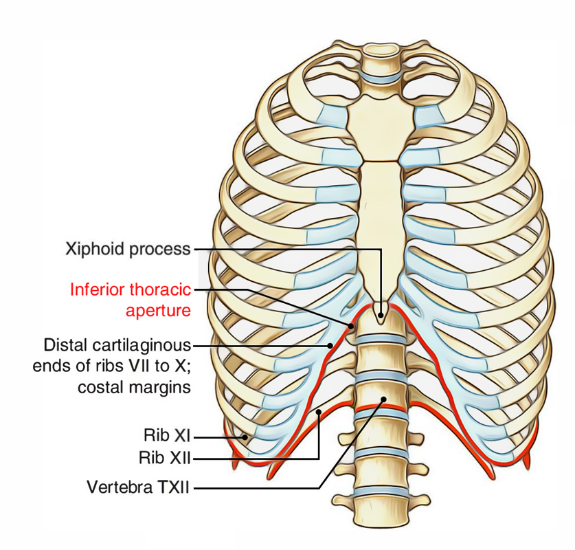 Component Parts Thoracic Wall: Inferior Thoracic Aperture