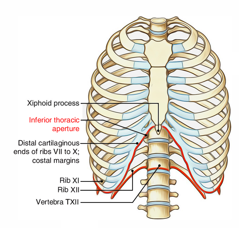 Easy Notes On 【Component Parts Thoracic Wall】Learn in Just 3 Mins