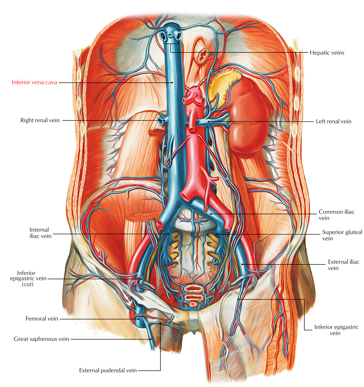 Inferior Vena Cava Function Inferior Vena Cava Function