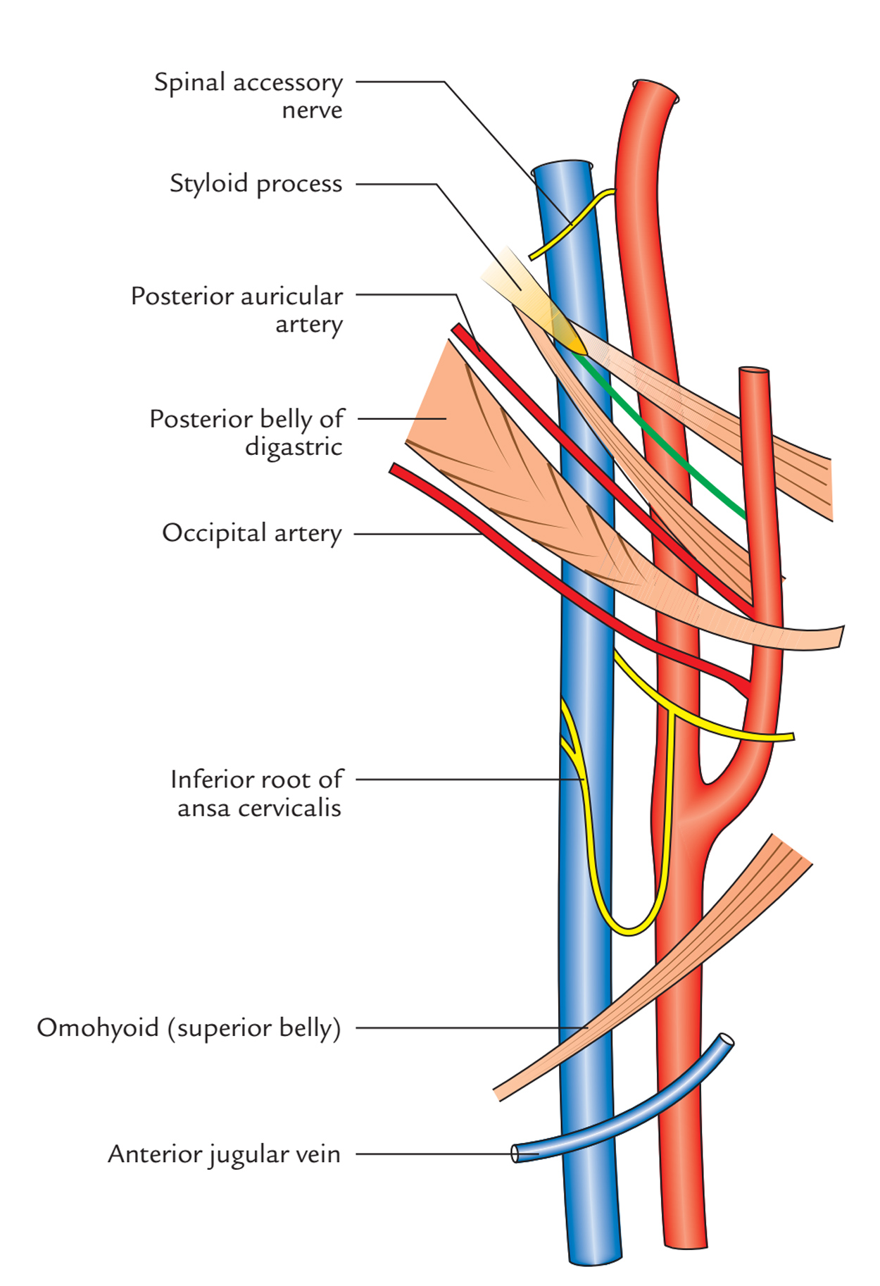 Easy Notes On Internal Jugular Vein Learn In Just 3