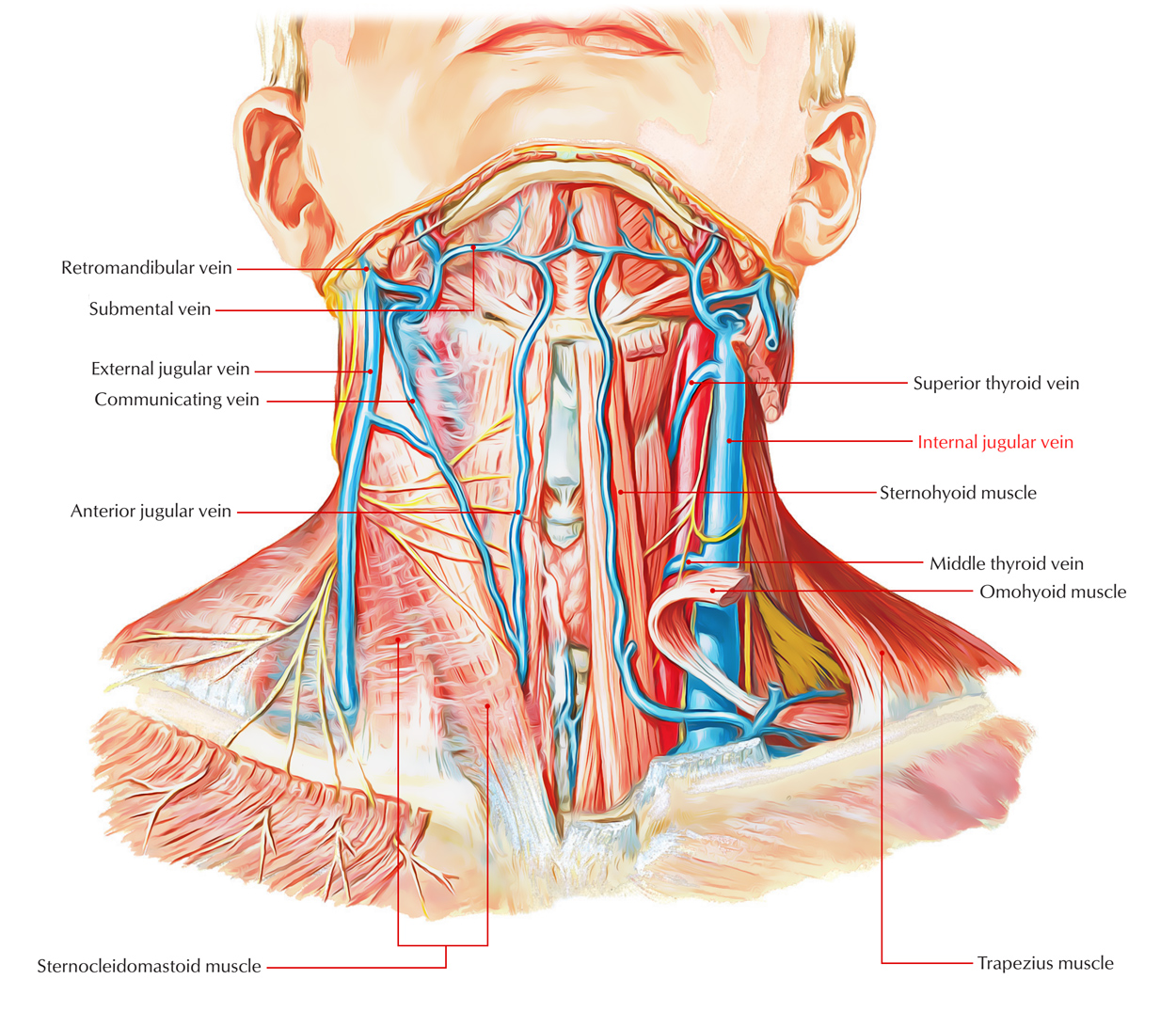 communicating vein neck