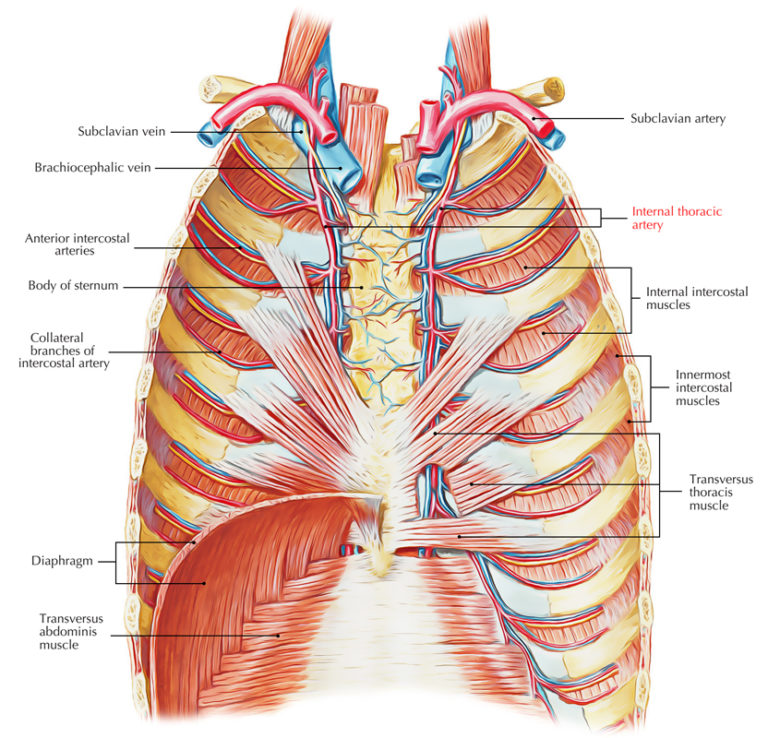 Internal Thoracic Artery Earth's Lab
