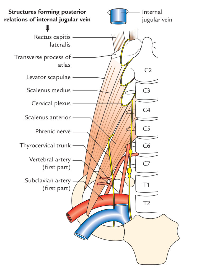 Internal Jugular Vein Earth's Lab