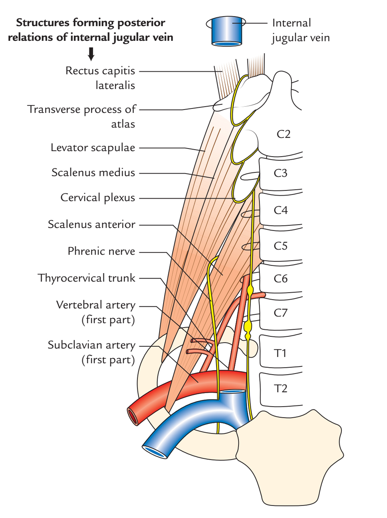 Easy Notes On Internal Jugular Vein Learn In Just 3