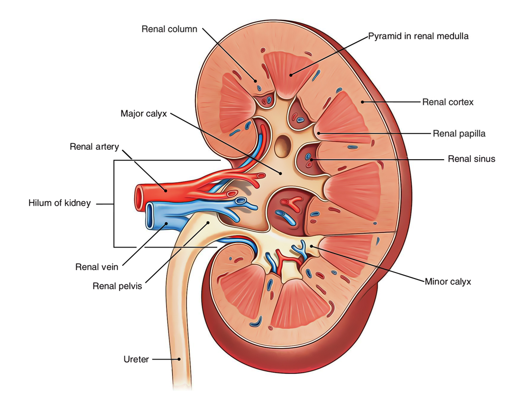Kidneys: Kidney Proper