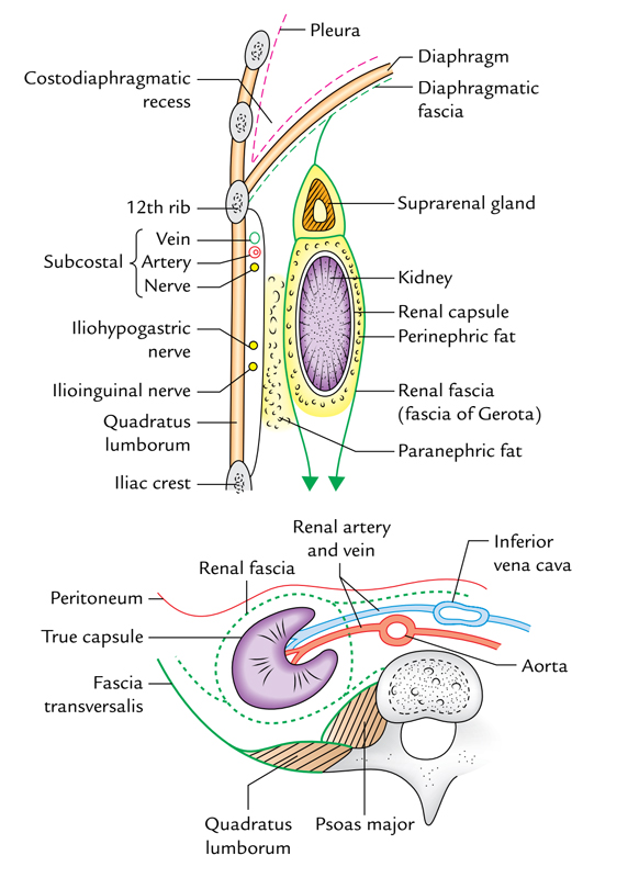 Kidneys: Capsules of Kidneys