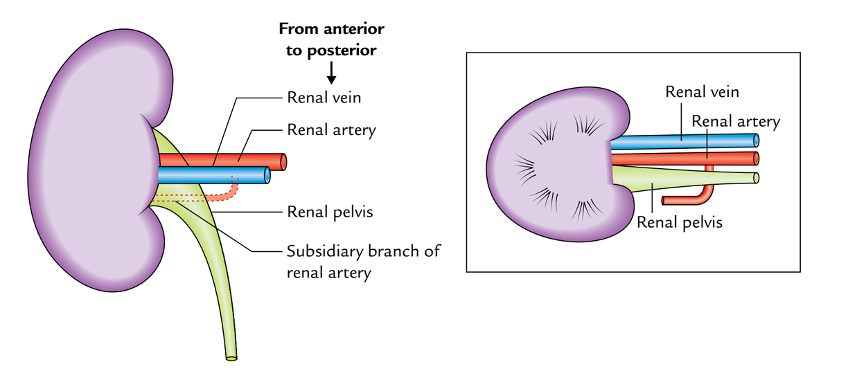 Kidneys: Hilum