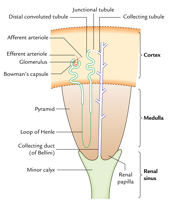 Kidneys: Microscopic Structure