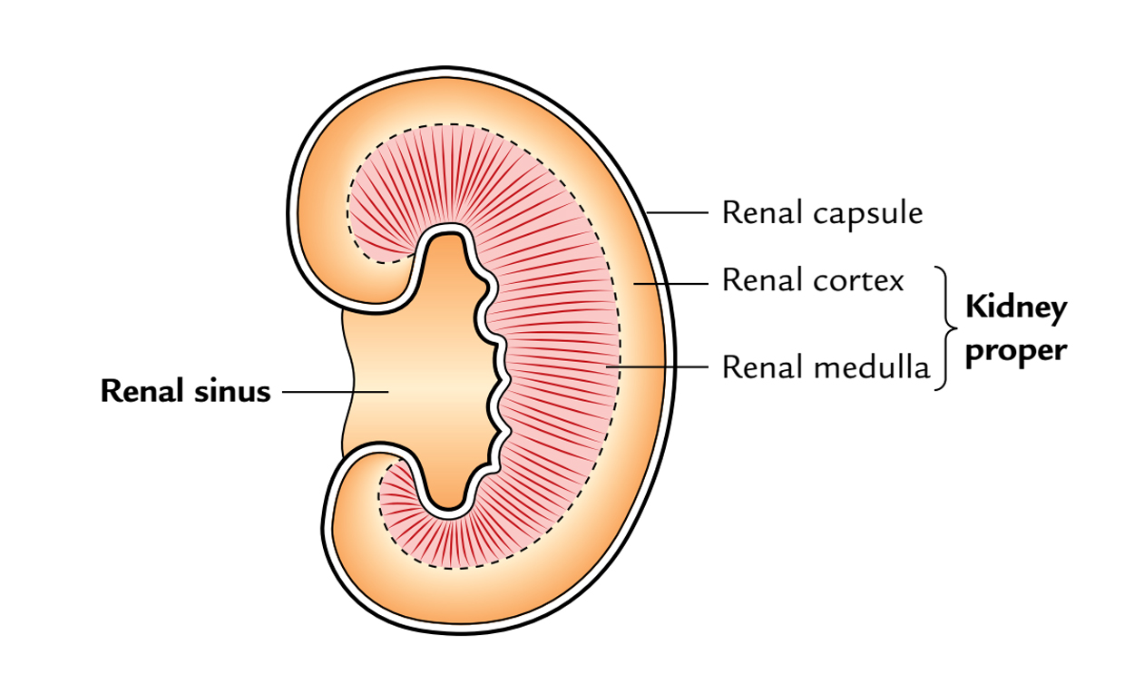 Kidneys: Renal Sinus