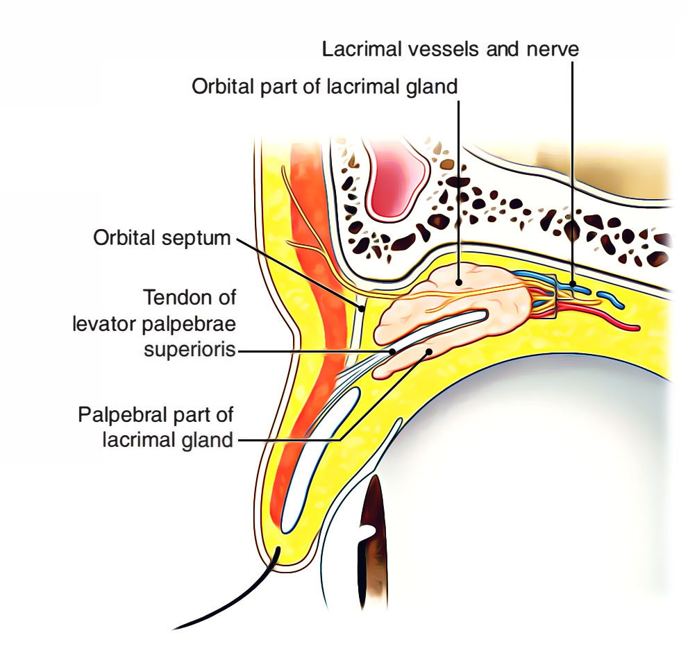 Eye - Lacrimal Gland