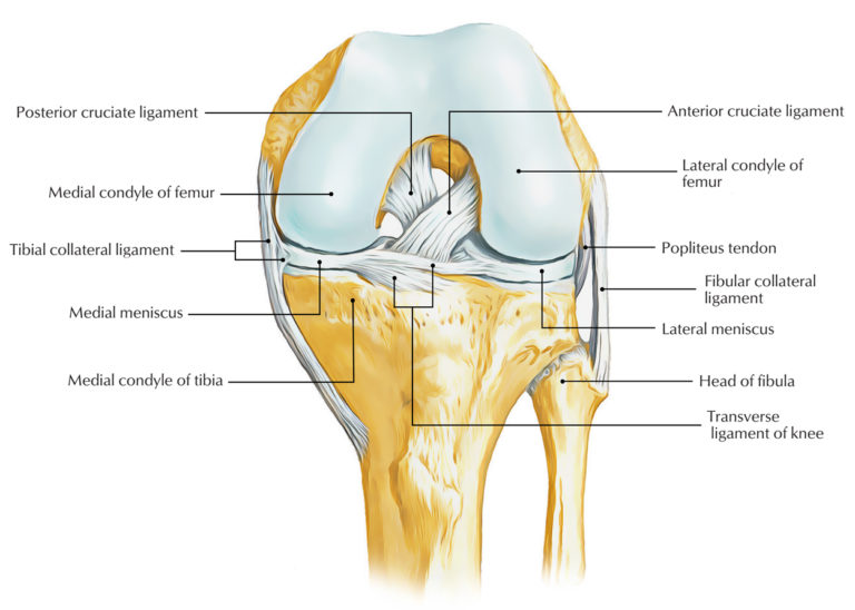 Ligaments Of The Knee Joint Earths Lab