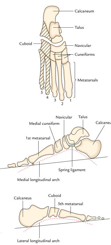 Arches of Foot: Longitudinal Arches