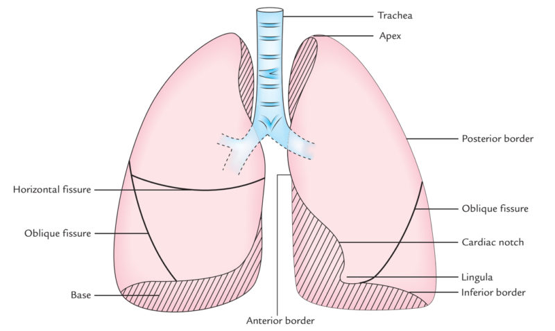 Surface Markings Of Lungs Earth s Lab surface-markings-of-lungs-earth-s-lab