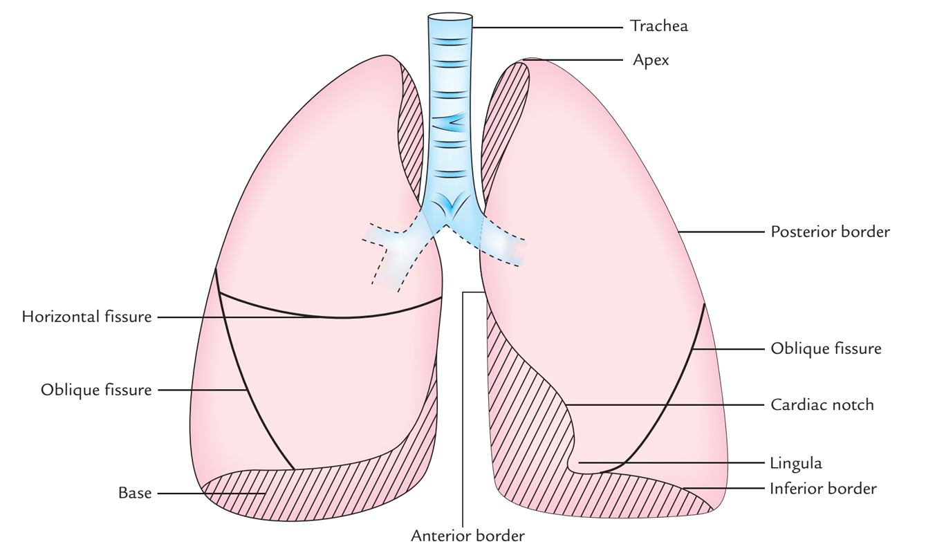 Surface Markings of Lungs: Fissures