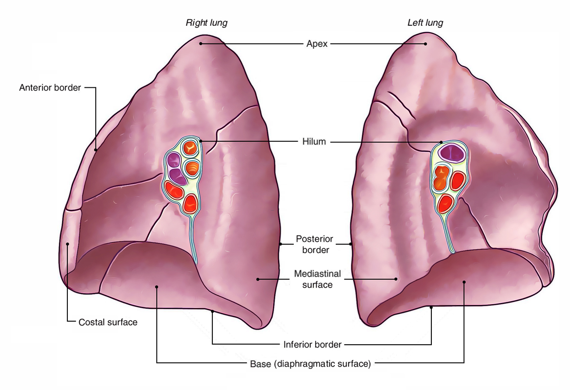 Surface Markings of Lungs: Borders