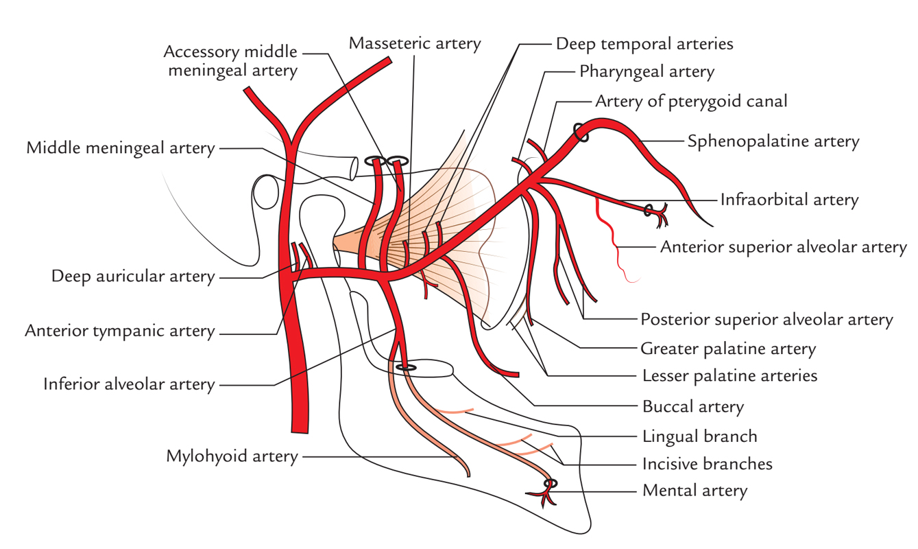 Maxillary Artery: Branches