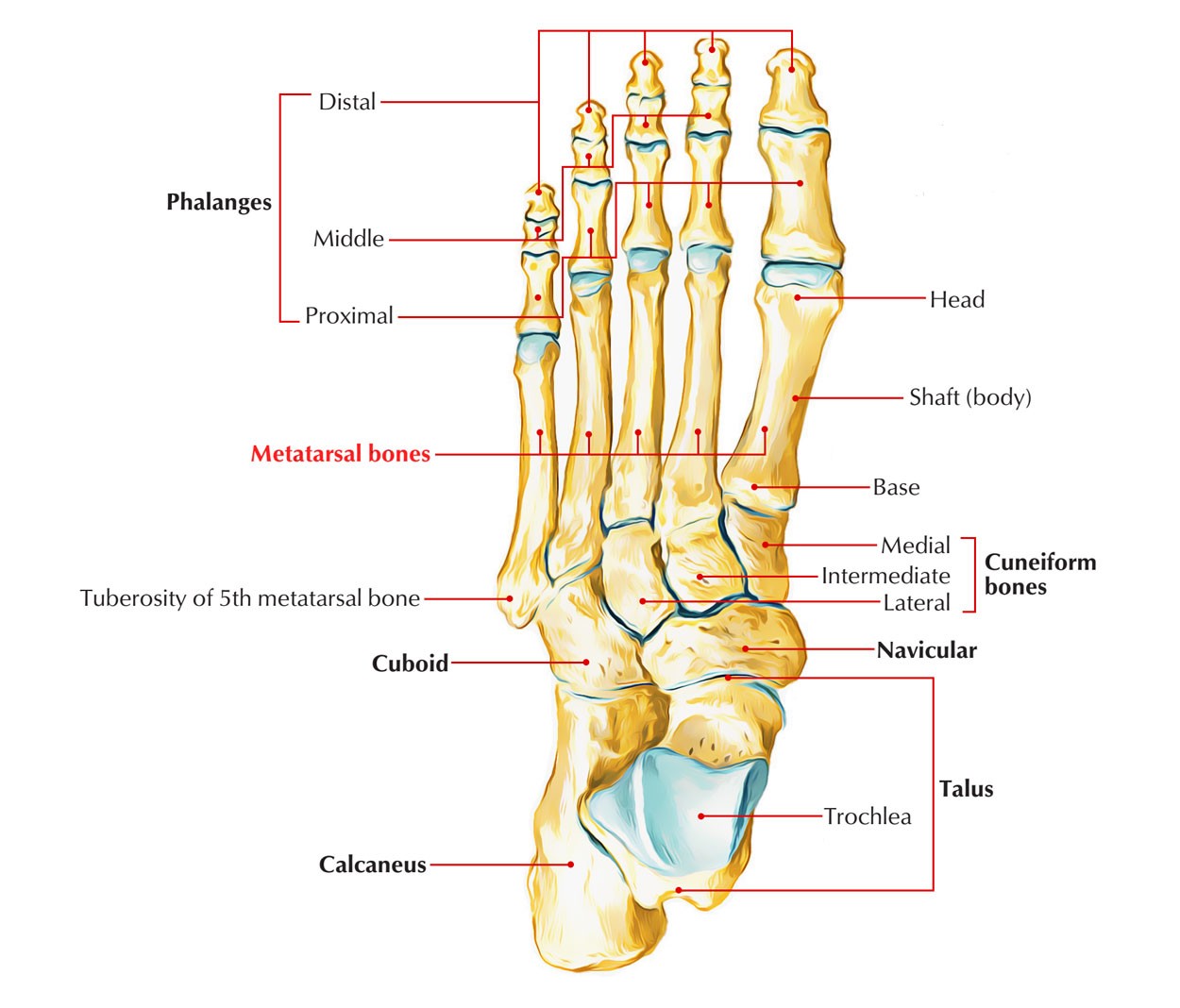 Metatarsal Bones Earth s Lab