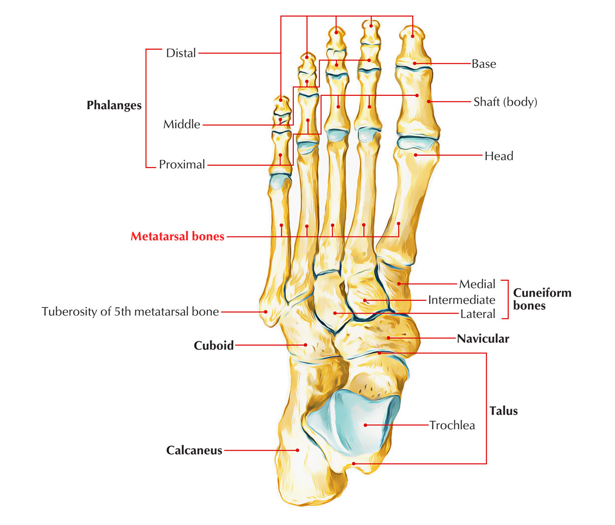 Skeleton of the Foot: Metatarsal Bones