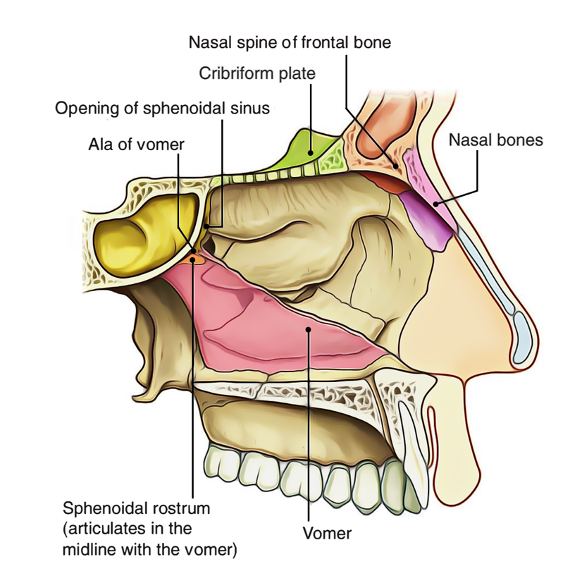 Nasal Cavity: Roof