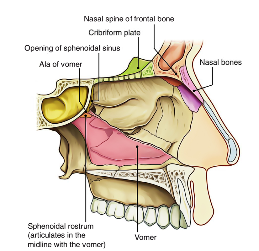 Nasal Cavity Earth S Lab