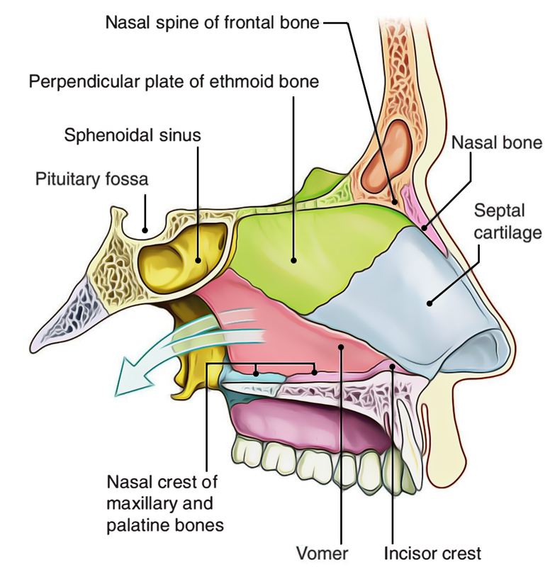 Nasal Cavity: Medial Wall