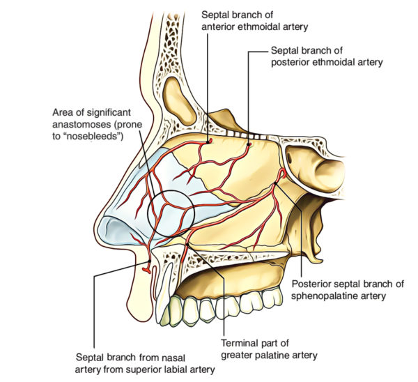Nasal Cavity Earth's Lab