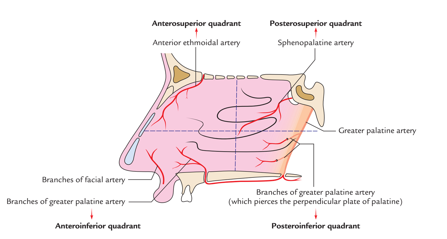 Nasal Cavity: Arterial Supply of Lateral Wall