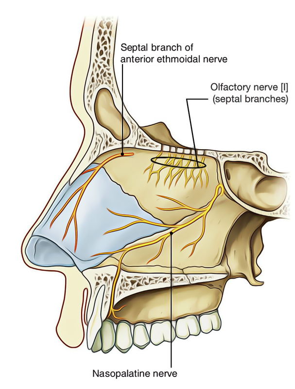 Nasal Cavity: Nerve Supply of Nasal Septum