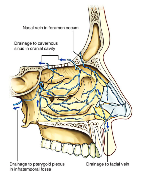 Nasal Cavity Earth's Lab