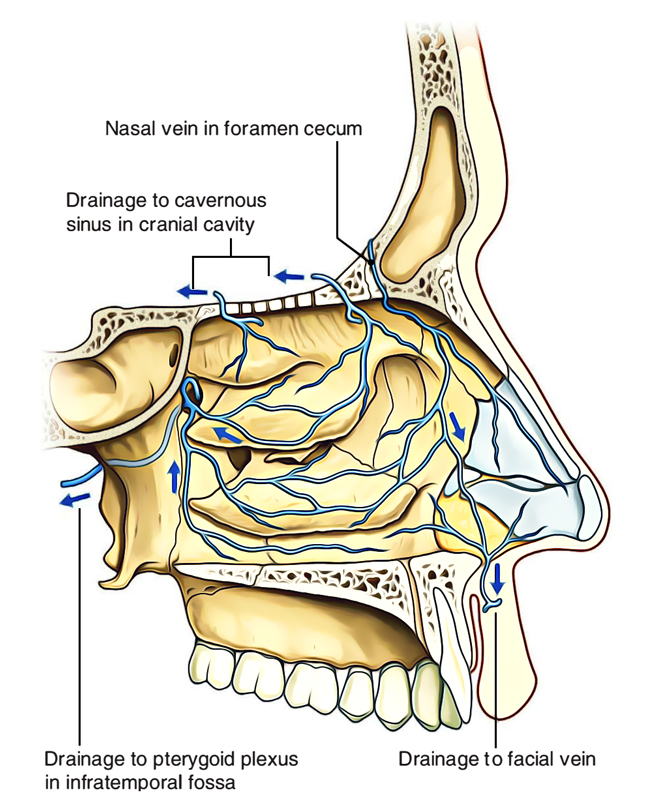 Nasal Cavity: Venous Drainage of Nasal Cavity