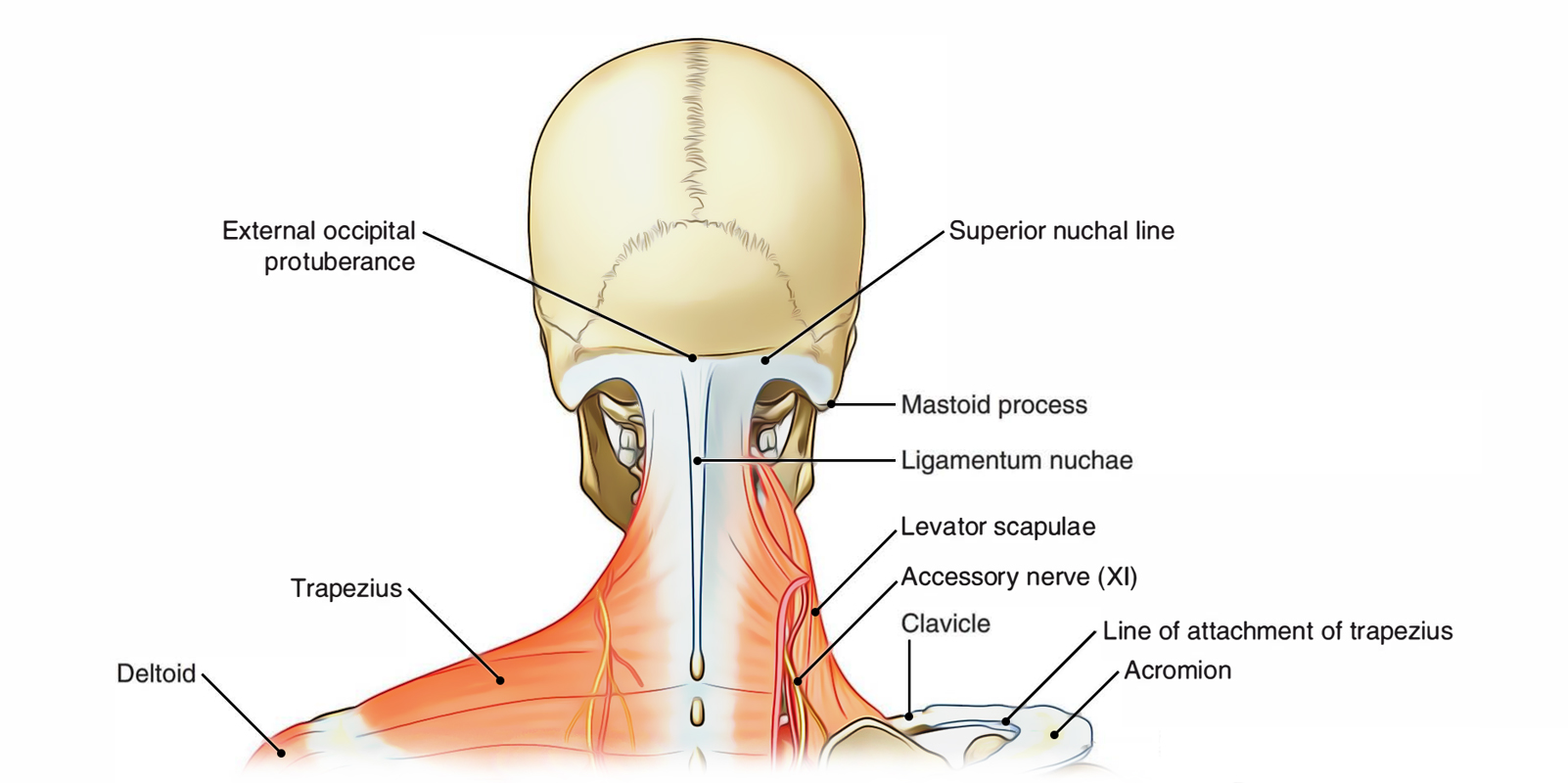 Neck: Posterior Region