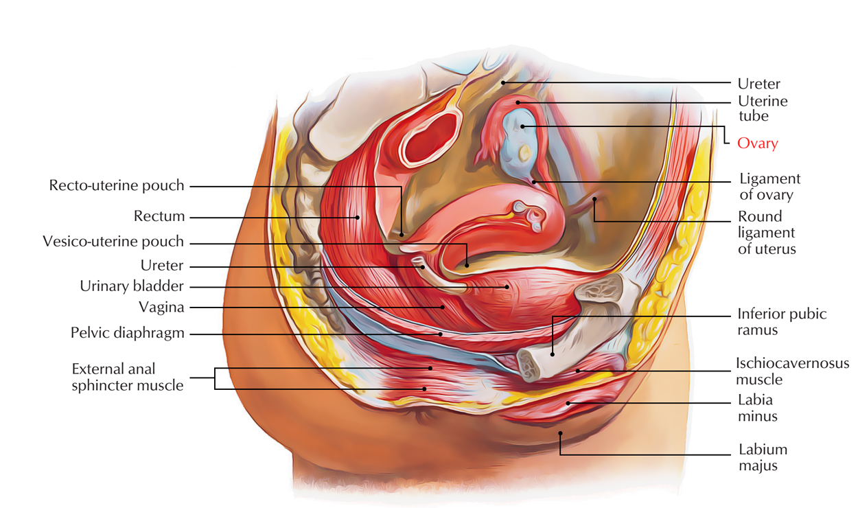 Ovaries