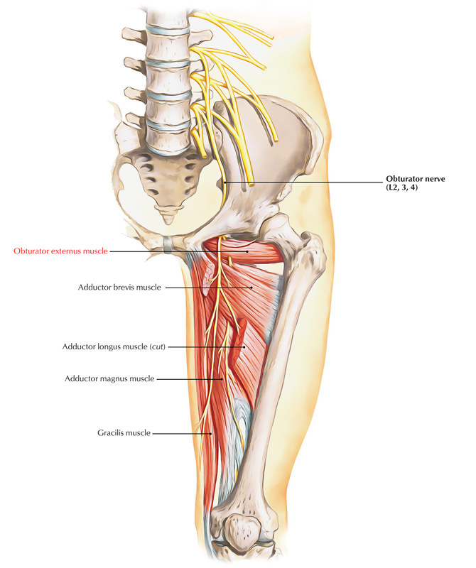 Obturator Externus Muscle