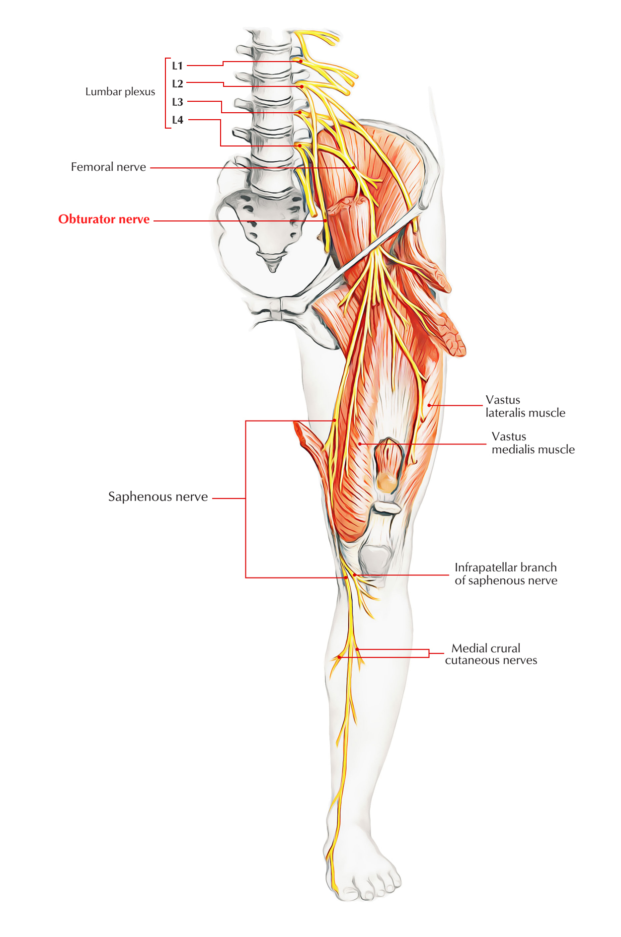 Easy Notes On 【Obturator Nerve】Learn in Just 4 Minutes ...
