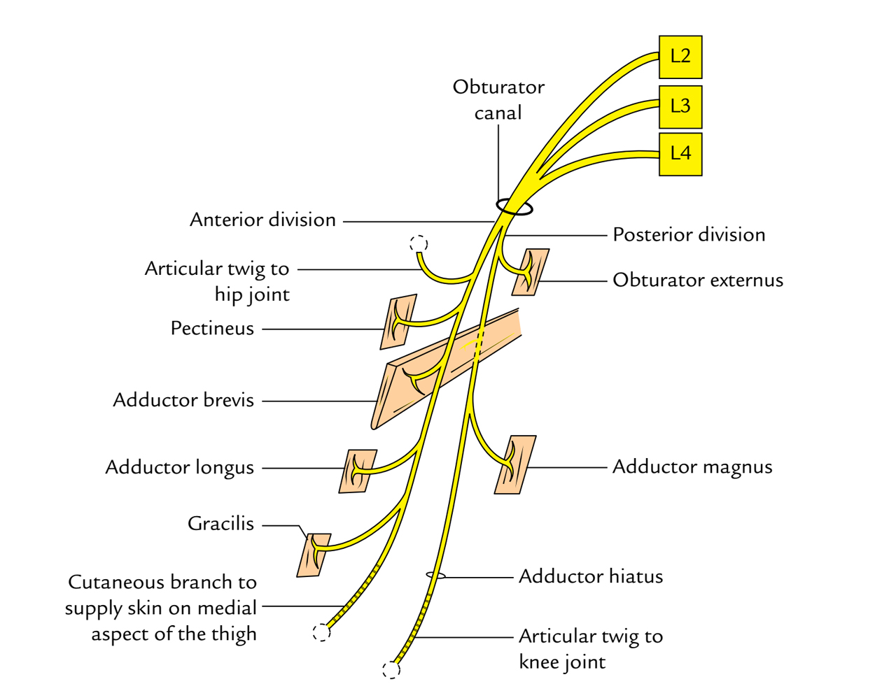 Obturator Nerve: Course and Distribution 