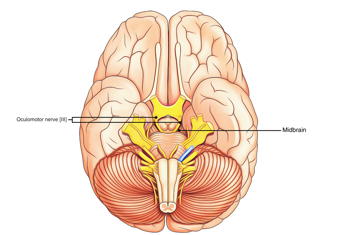 Oculomotor Nerve: Origin