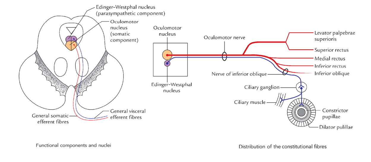 Oculomotor Nerve: Functional Parts and Nuclei