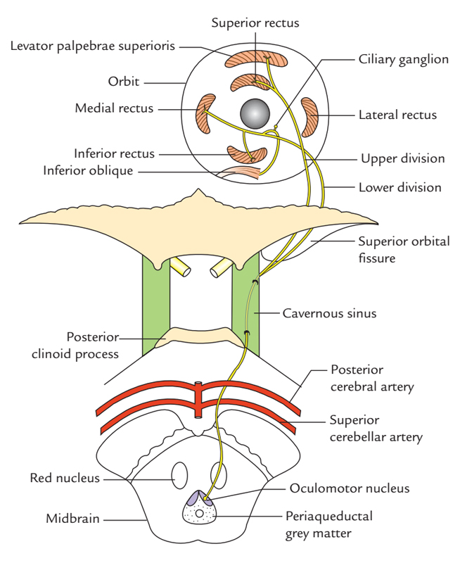 Oculomotor Nerve: Origin, Course and Distribution