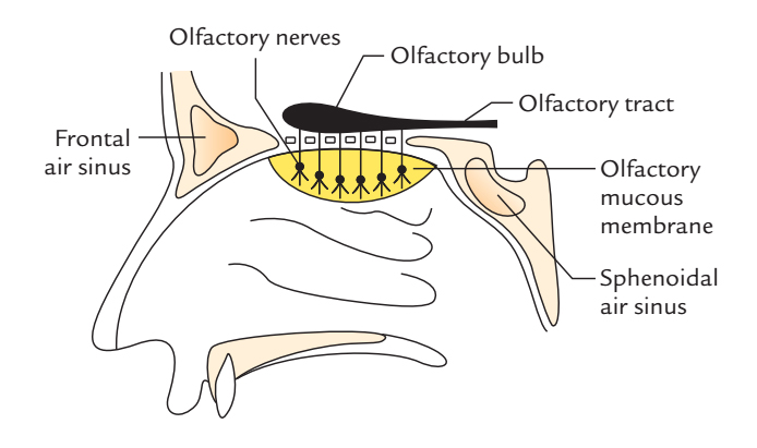 Olfactory Nerve: Course, Origin and Distribution