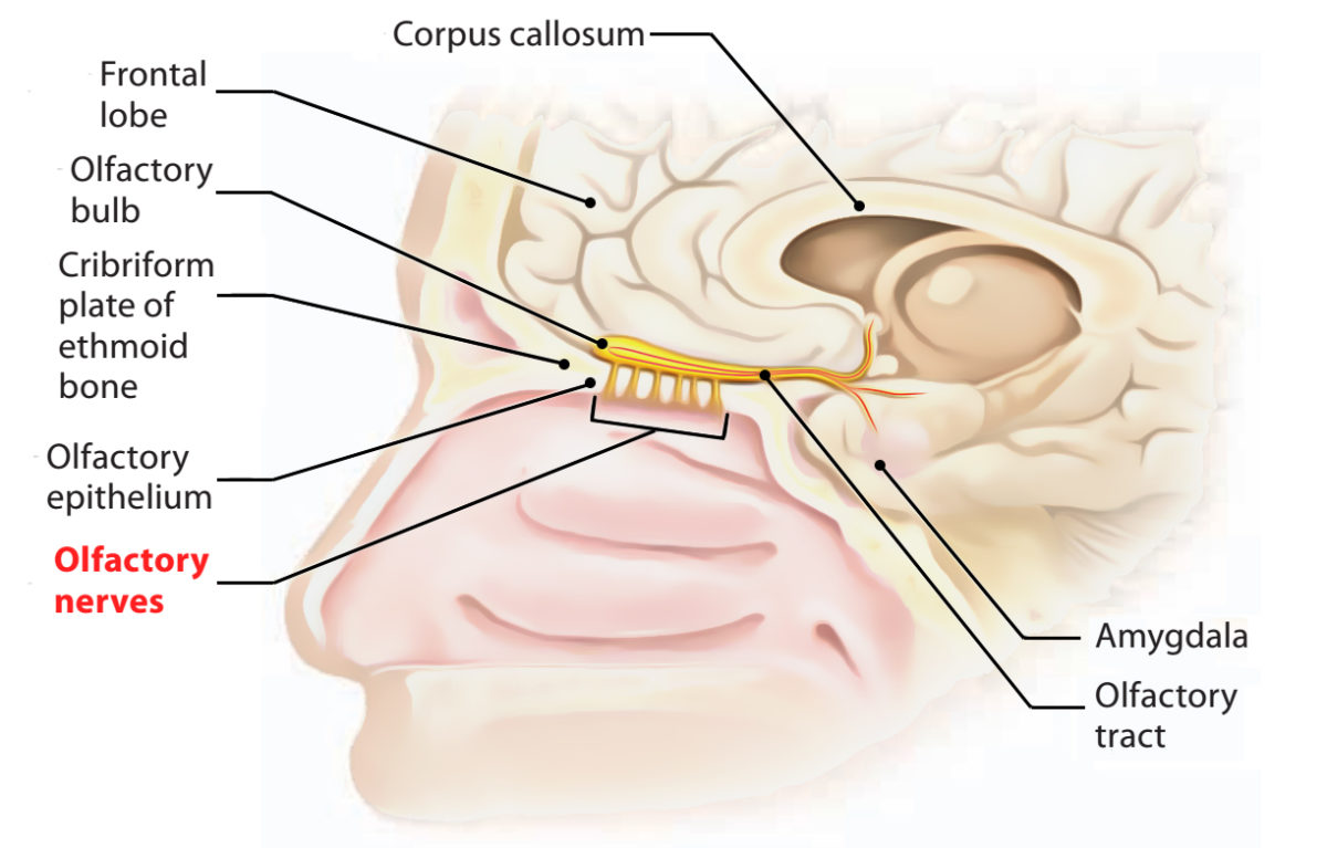 olfactory perception essay