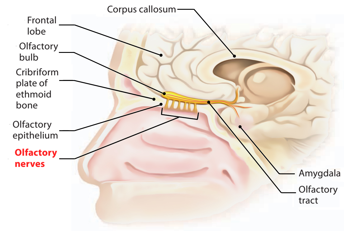 Olfactory Nerves