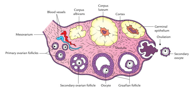 Easy Notes On 【Ovaries】Learn in Just 4 Minutes! – Earth's Lab
