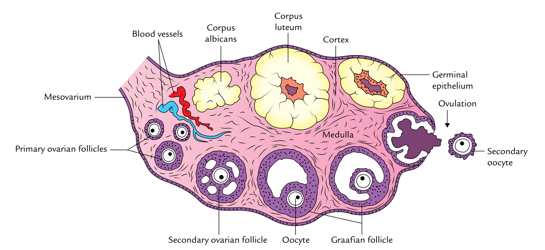 Easy Notes On 【Ovaries】Learn in Just 4 Minutes! – Earth's Lab