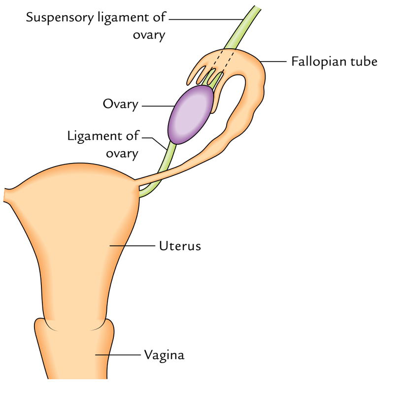Ovaries: External Features and Relationships