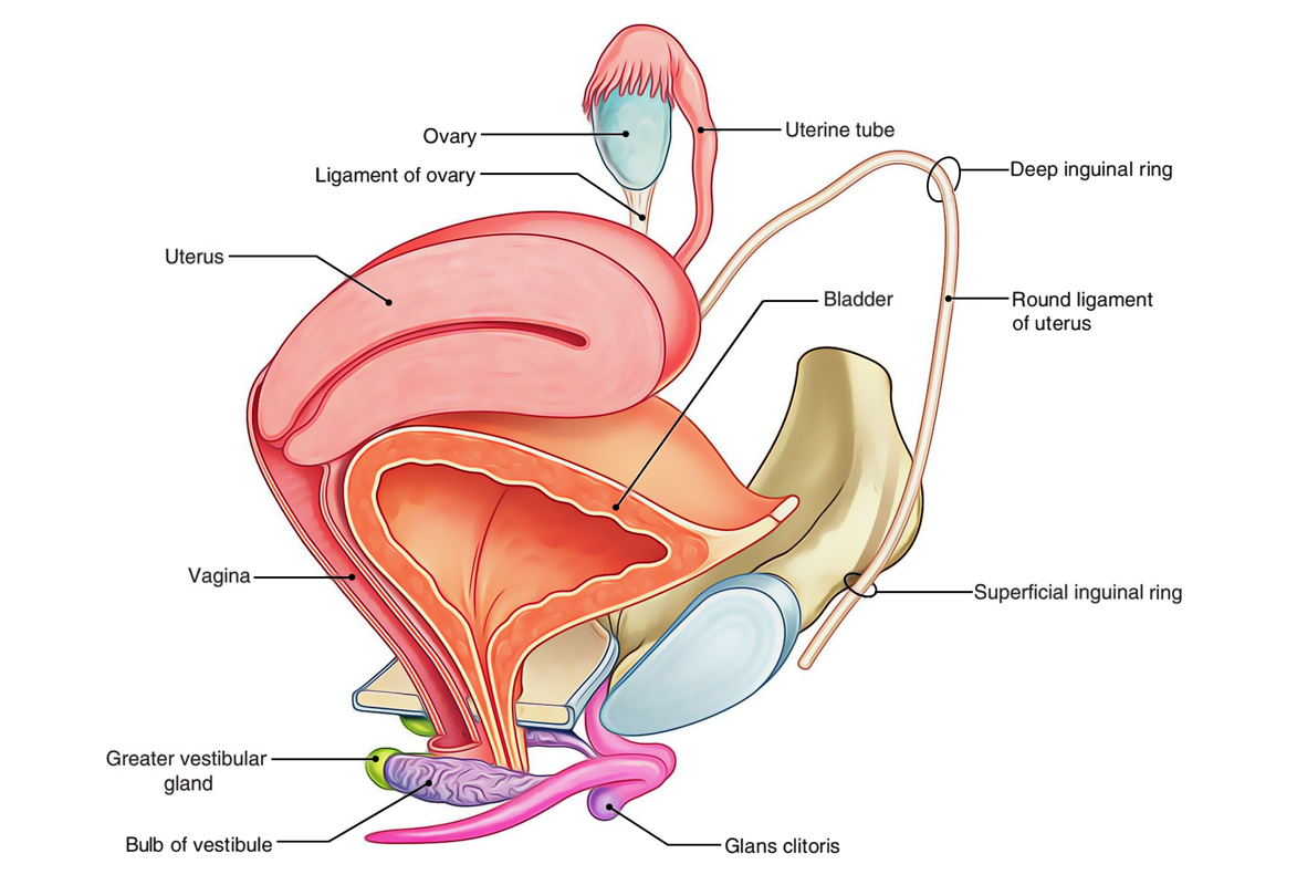 Ovaries: Location