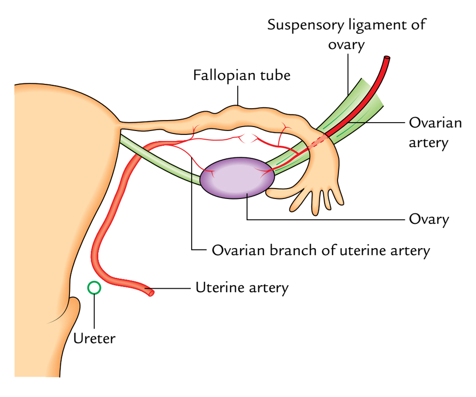 Ovaries: Arterial Supply