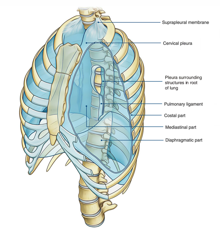 Pleura