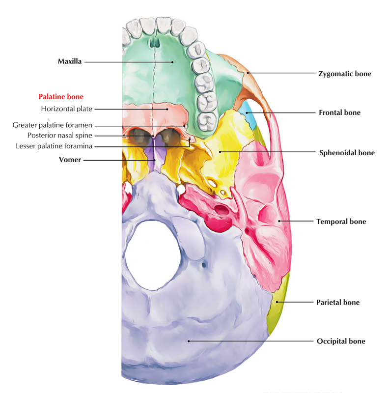 Palatine Bone