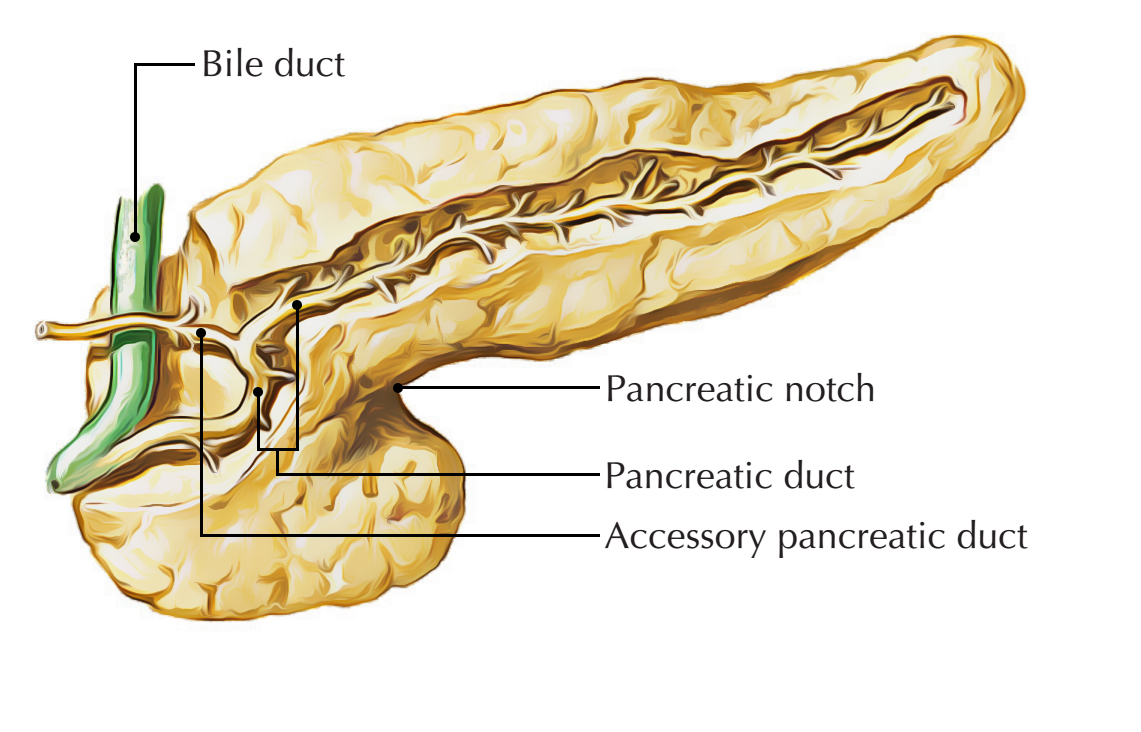 Pancreas: Shape and Size
